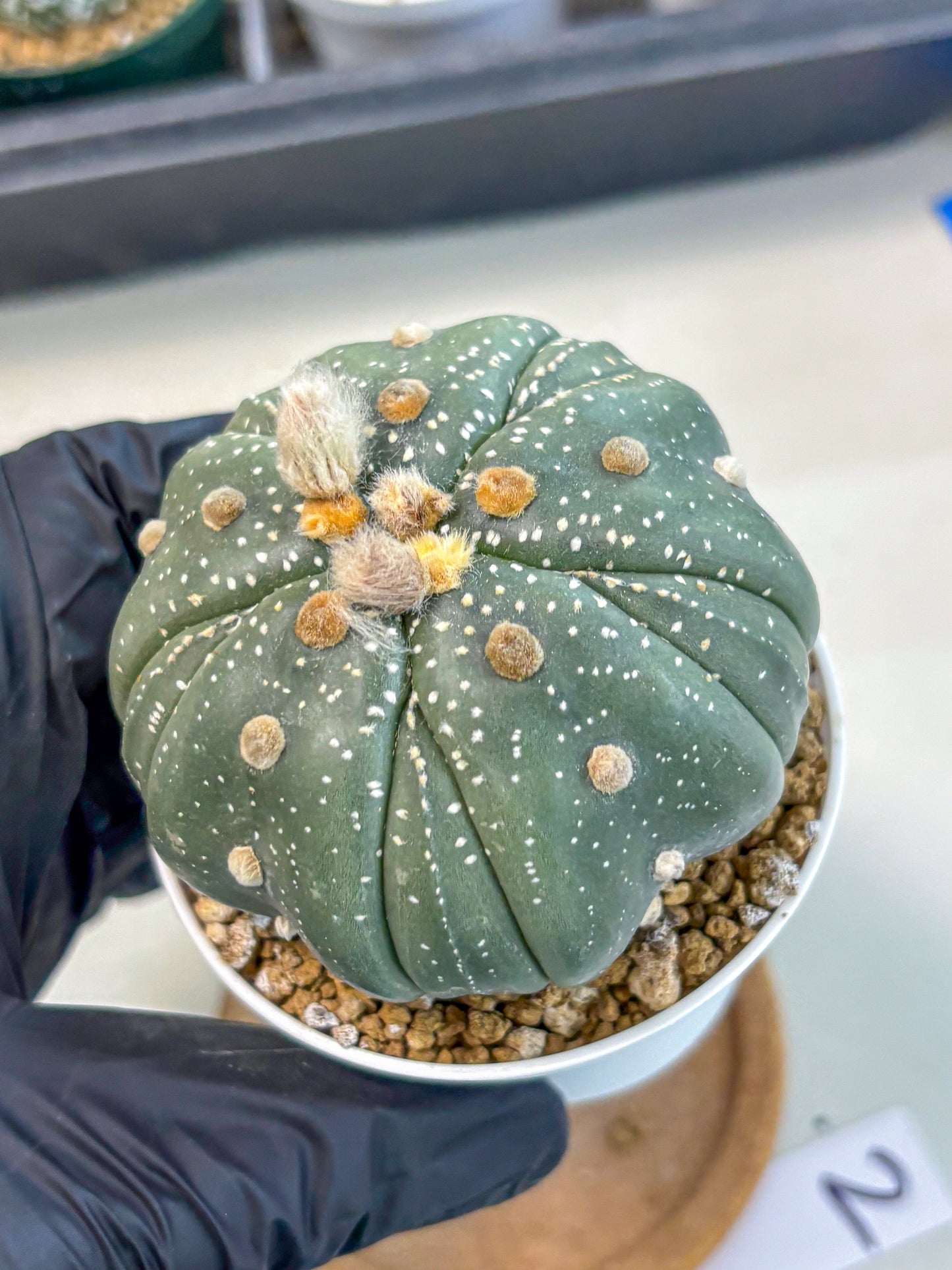 Astrophytum 5-Ribs (at7) (b2) | Living Rocks