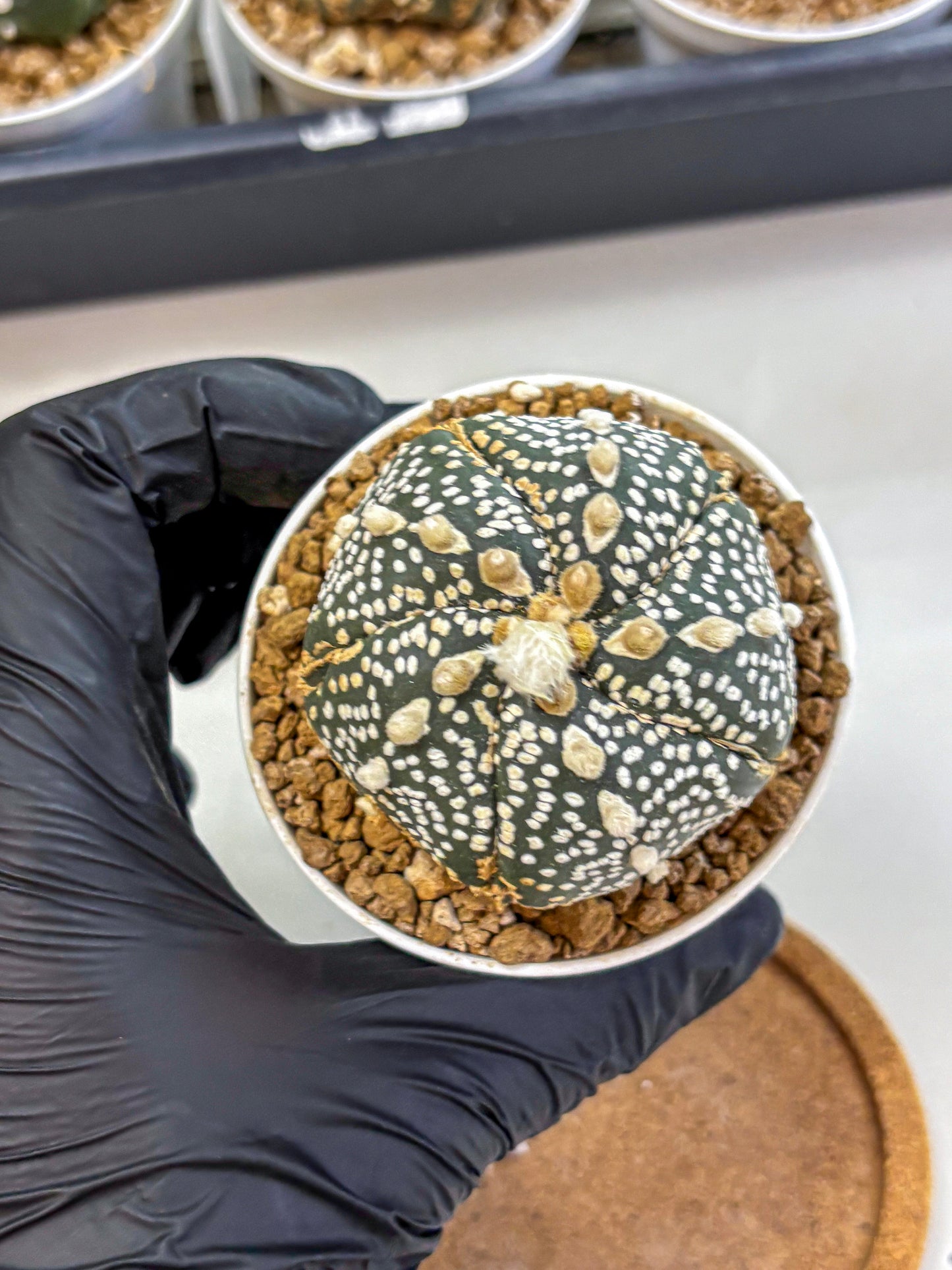 Astrophytum Fukuryu (at8) (11) | Rare Plant | Succulent Cactus