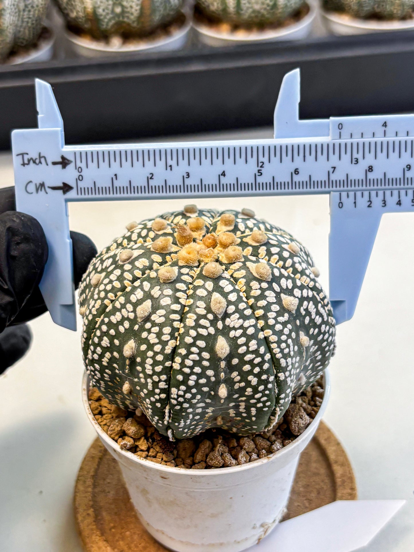 Astrophytum Super Kabuto (at10) (12) | sand dollar cactus