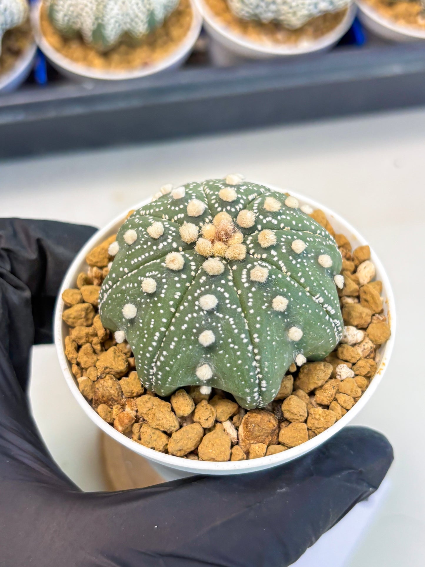 Astrophytum Star Shape (at3) (p6) | Very Rare Cactus