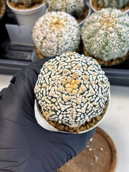 Astrophytum V-Type (at6) (y6) | Rare Star Cactus