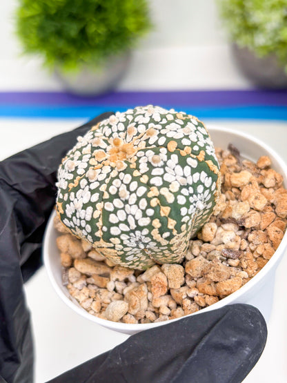 Astrophytum Super Kabuto (t7) (b2) | Imported Plants | 3" Pot