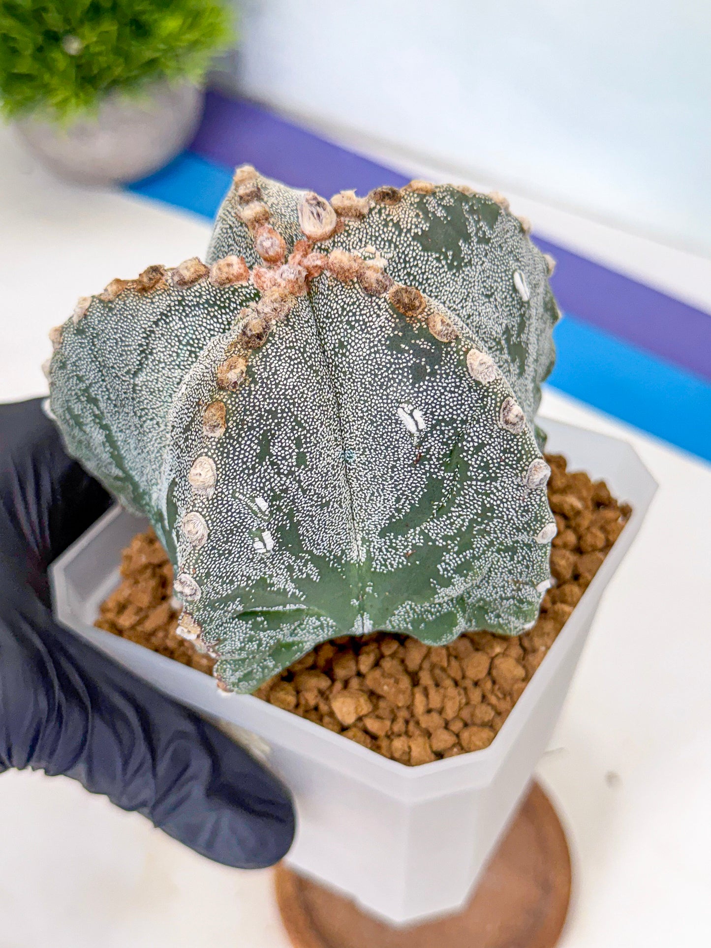 Astrophytum myriostigma (gg) | Desert Plant