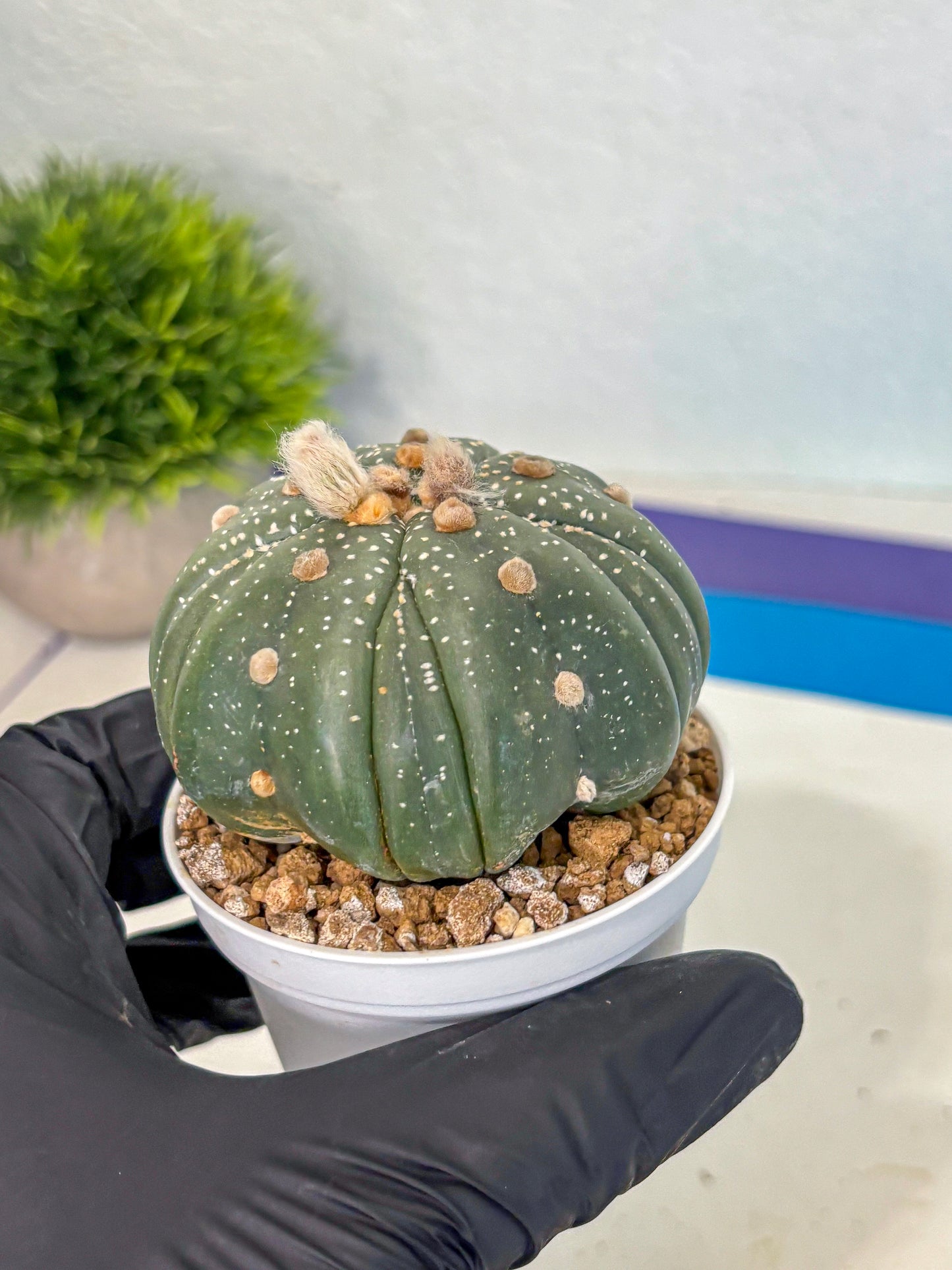 Astrophytum 5-Ribs (at7) (b2) | Living Rocks