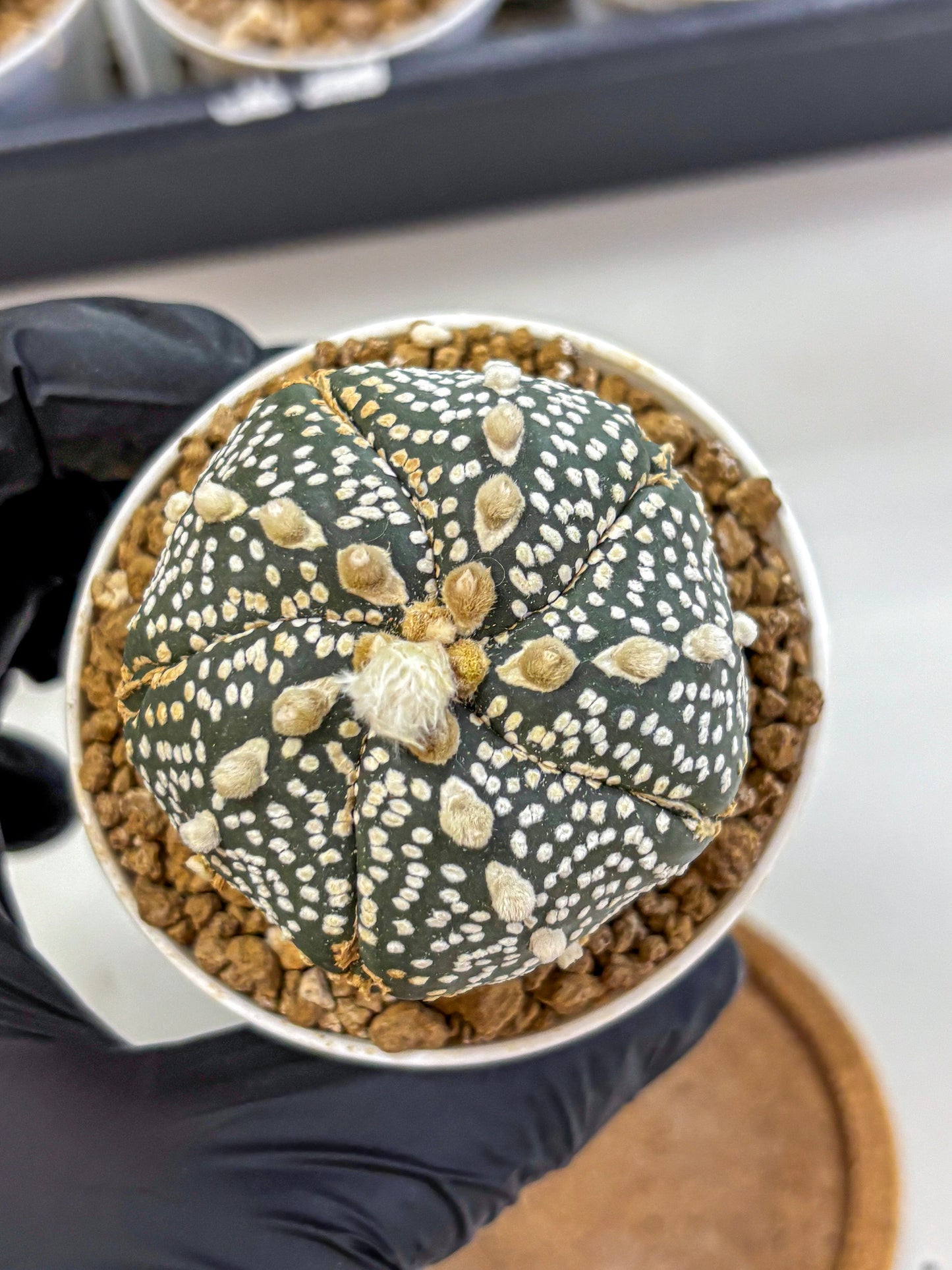 Astrophytum Fukuryu (at8) (11) | Rare Plant | Succulent Cactus