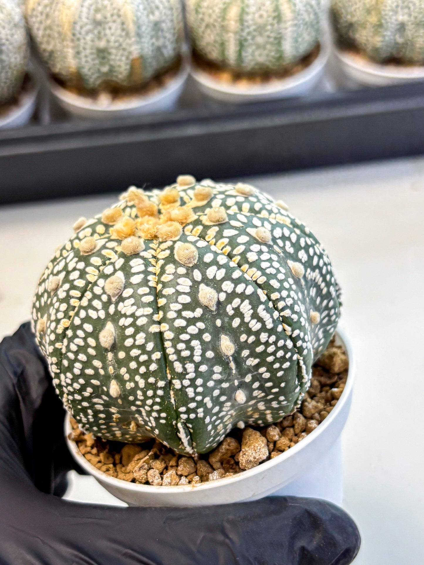 Astrophytum Super Kabuto (at10) (12) | sand dollar cactus