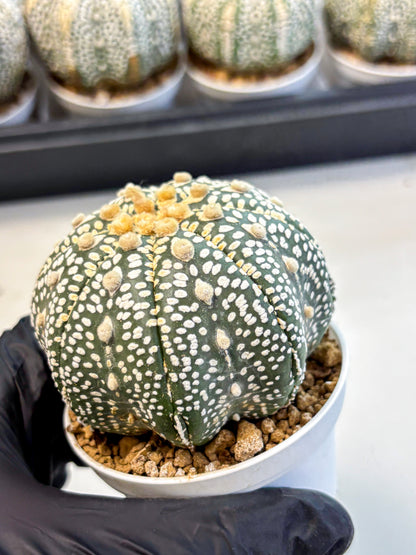 Astrophytum Super Kabuto (at10) (12) | sand dollar cactus