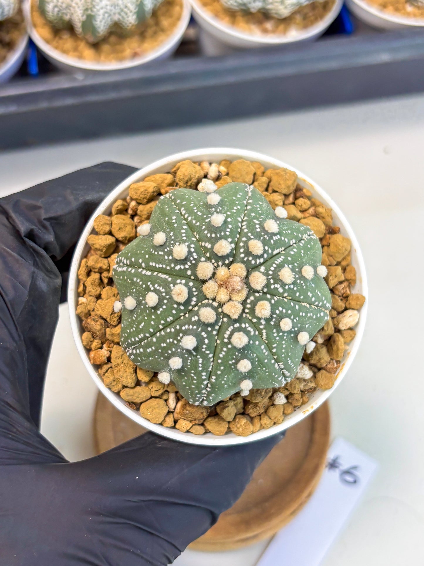 Astrophytum Star Shape (at3) (p6) | Very Rare Cactus