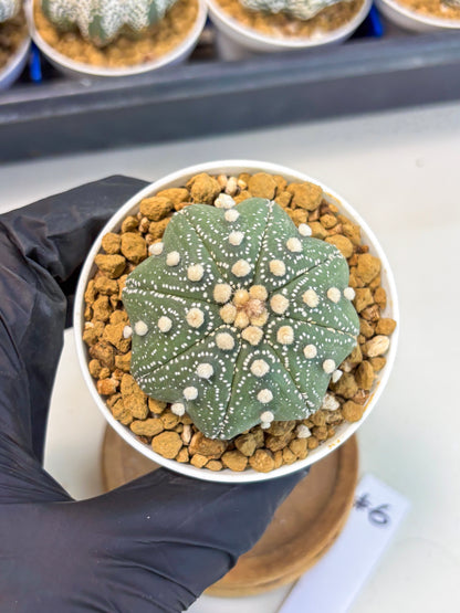 Astrophytum Star Shape (at3) (p6) | Very Rare Cactus