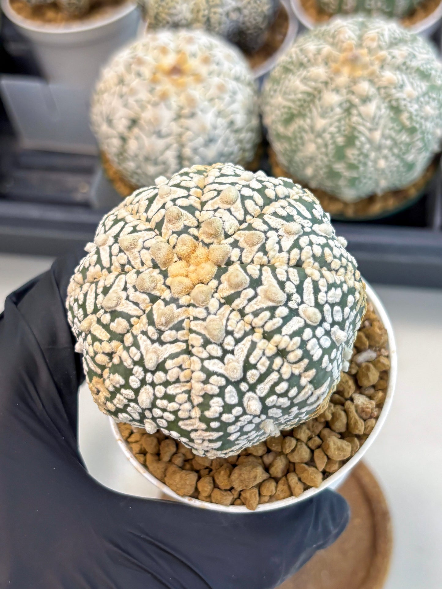 Astrophytum V-Type (at6) (y6) | Rare Star Cactus