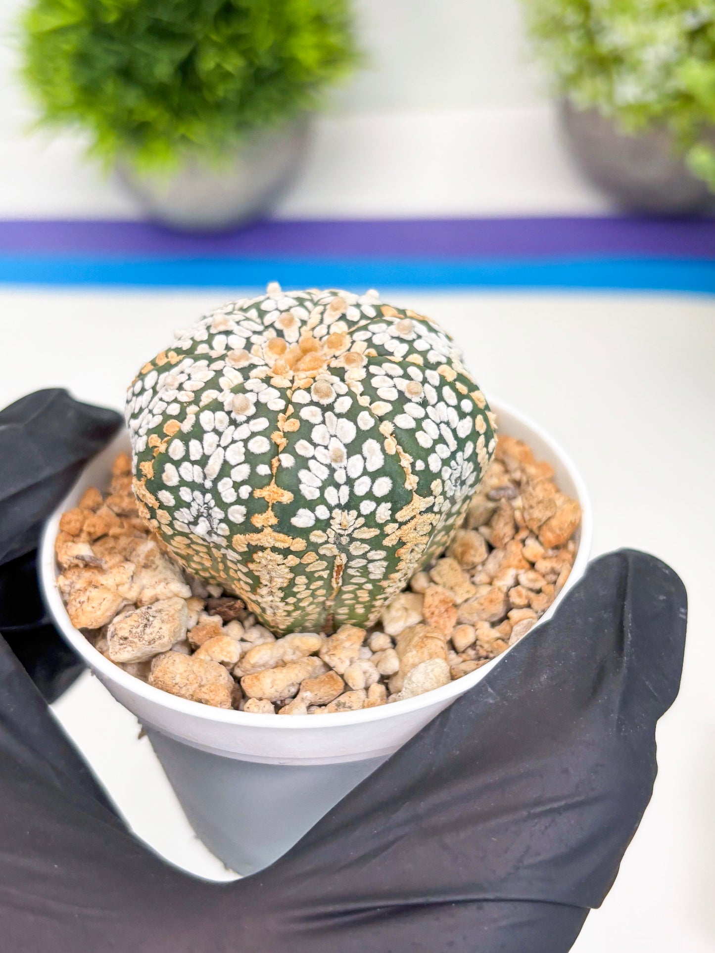 Astrophytum Super Kabuto (t7) (b2) | Imported Plants | 3" Pot