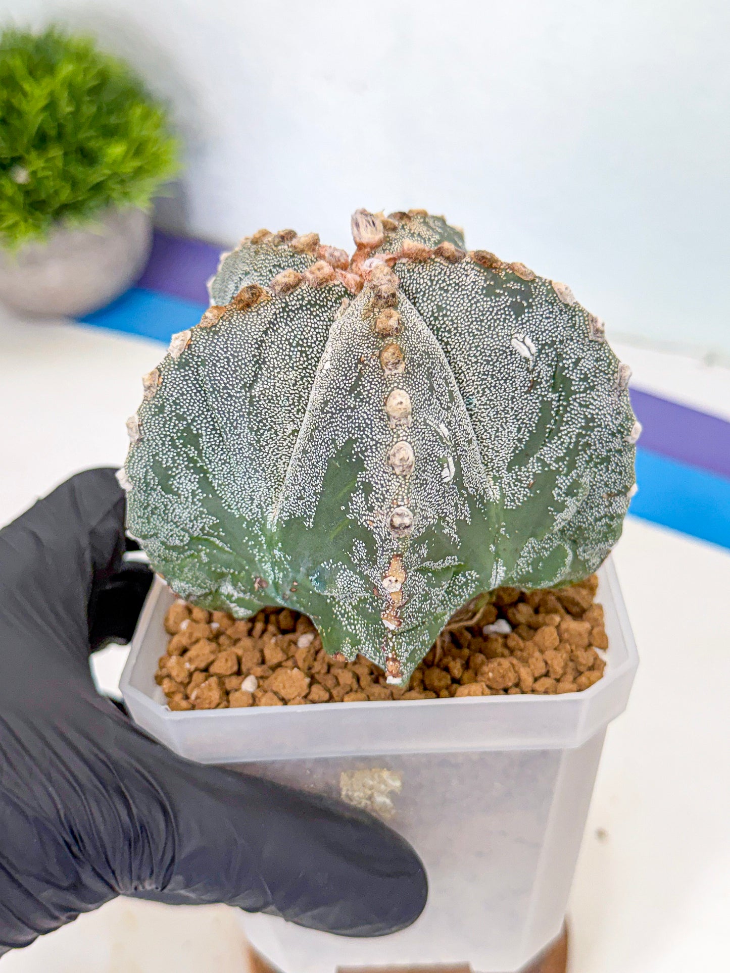Astrophytum myriostigma (gg) | Desert Plant