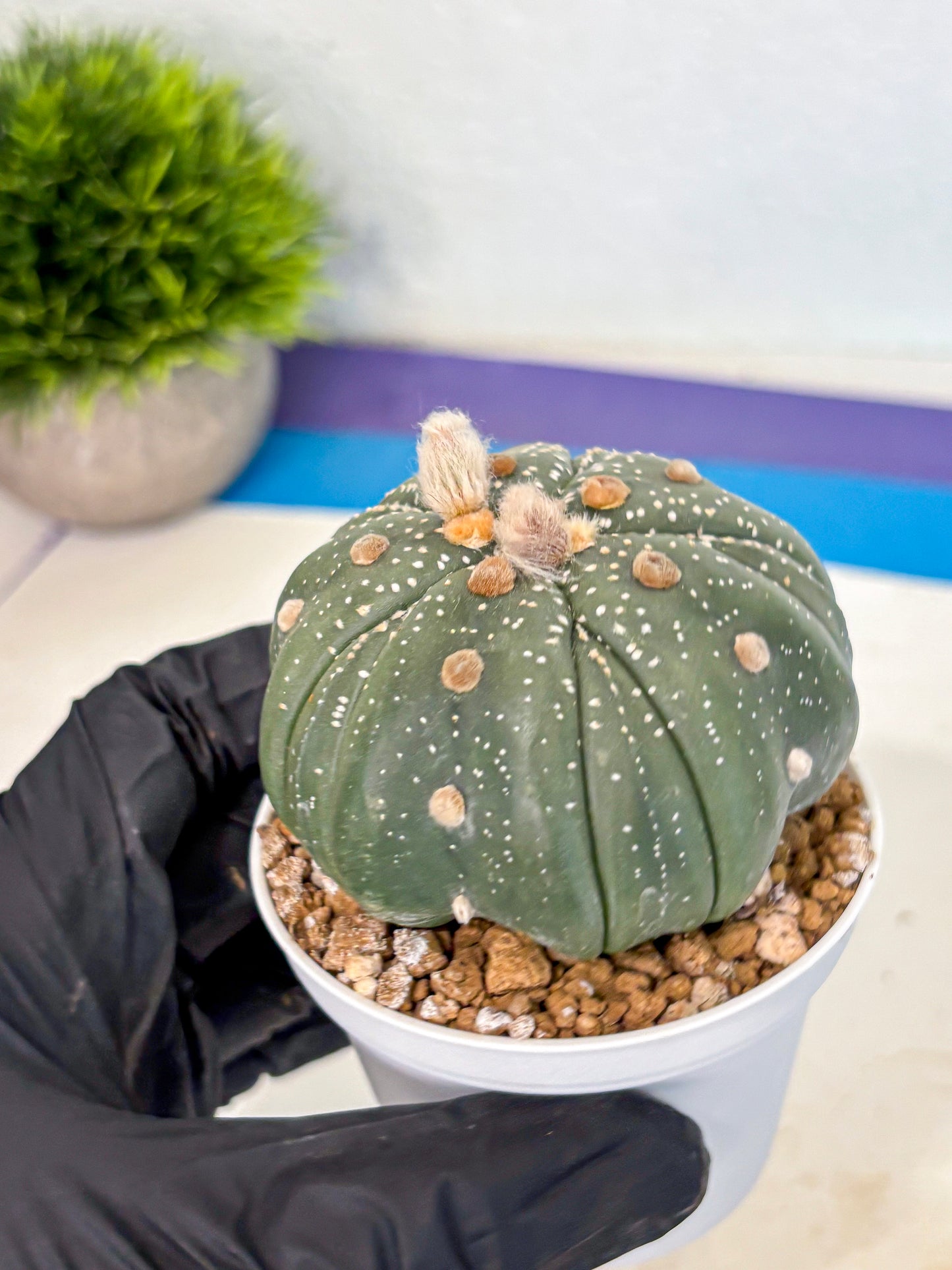 Astrophytum 5-Ribs (at7) (b2) | Living Rocks