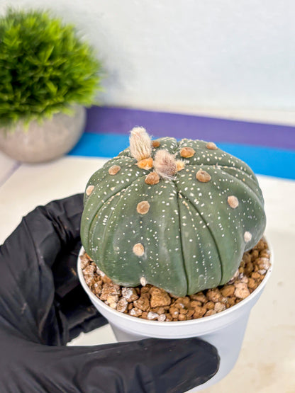Astrophytum 5-Ribs (at7) (b2) | Living Rocks