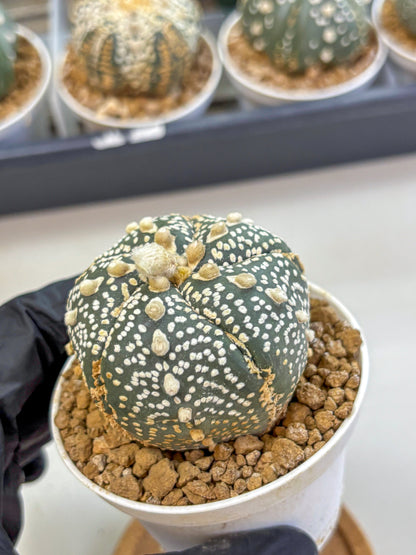 Astrophytum Fukuryu (at8) (11) | Rare Plant | Succulent Cactus