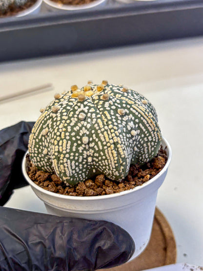 Astrophytum V Type (at5) (05) |  Sea urchin cactus