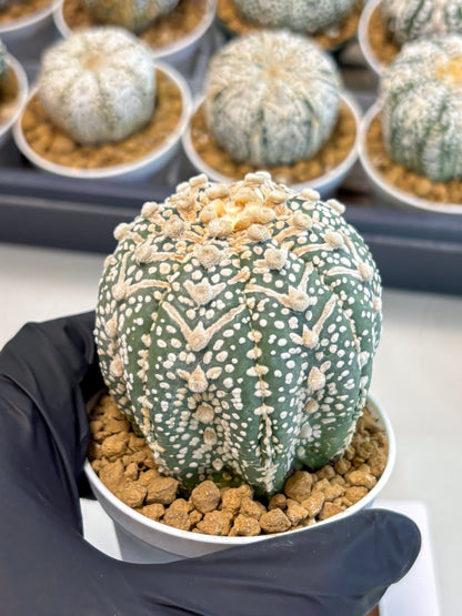 Astrophytum V-Type (at5) (p4) | Rare imported Plant
