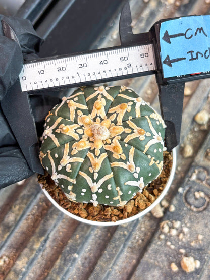 Astrophytum Super Kabuto V Type (T4) (y5) | Las Vegas Seller | 3" Pot