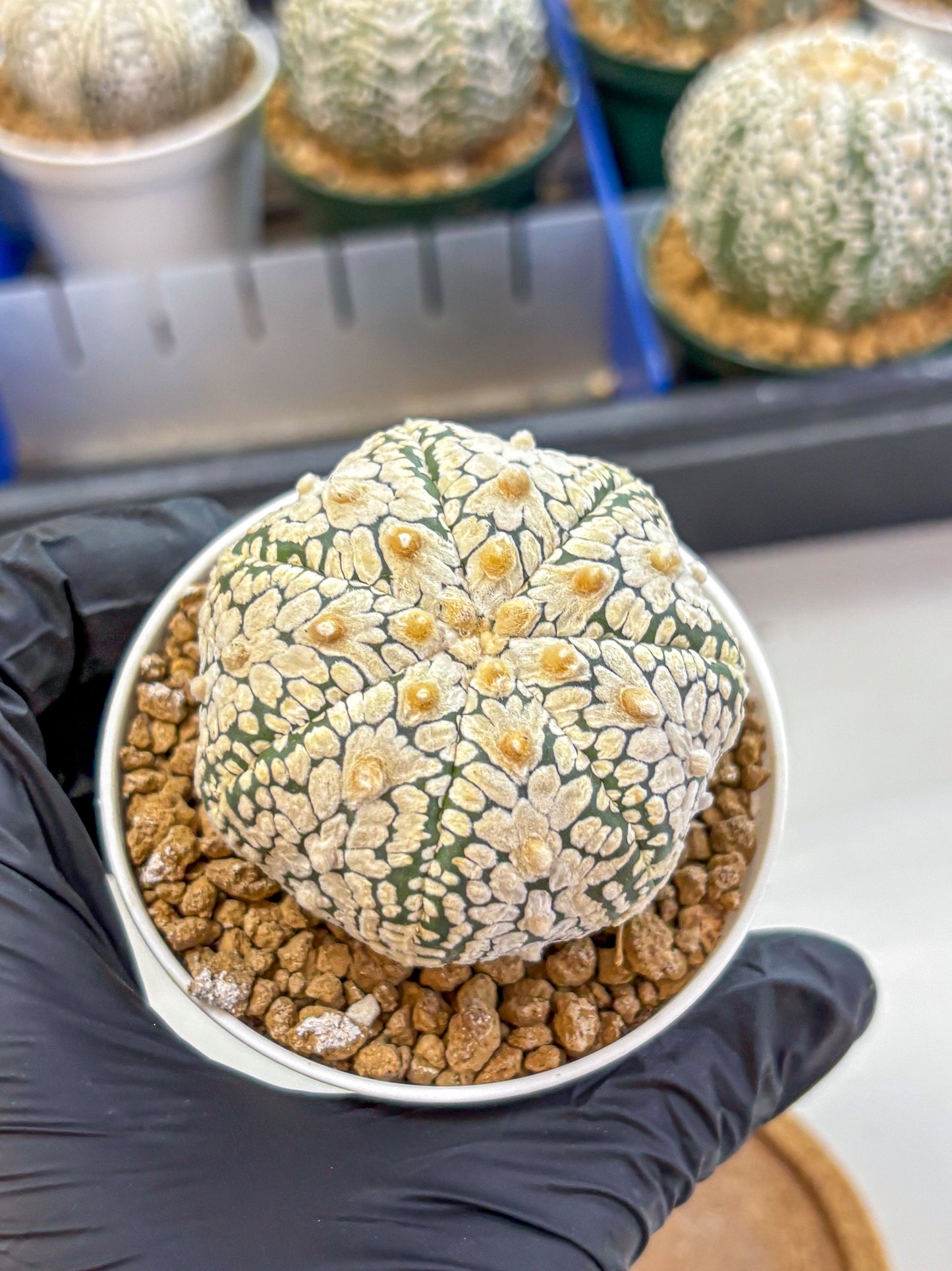 Astrophytum V Type (at2) (05) | Live Plant | Rare Collection