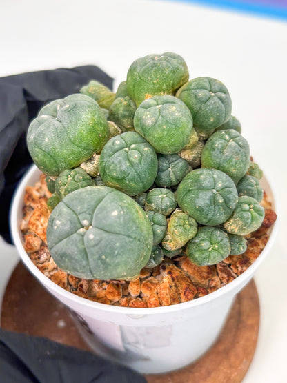 Spineless Cactus (Lo1) (g3) | For Advanced Growers