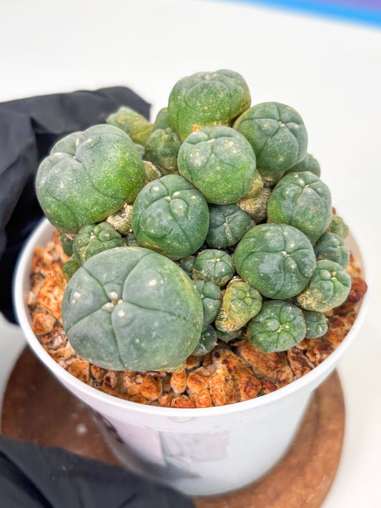 Spineless Cactus (Lo1) (g3) | For Advanced Growers