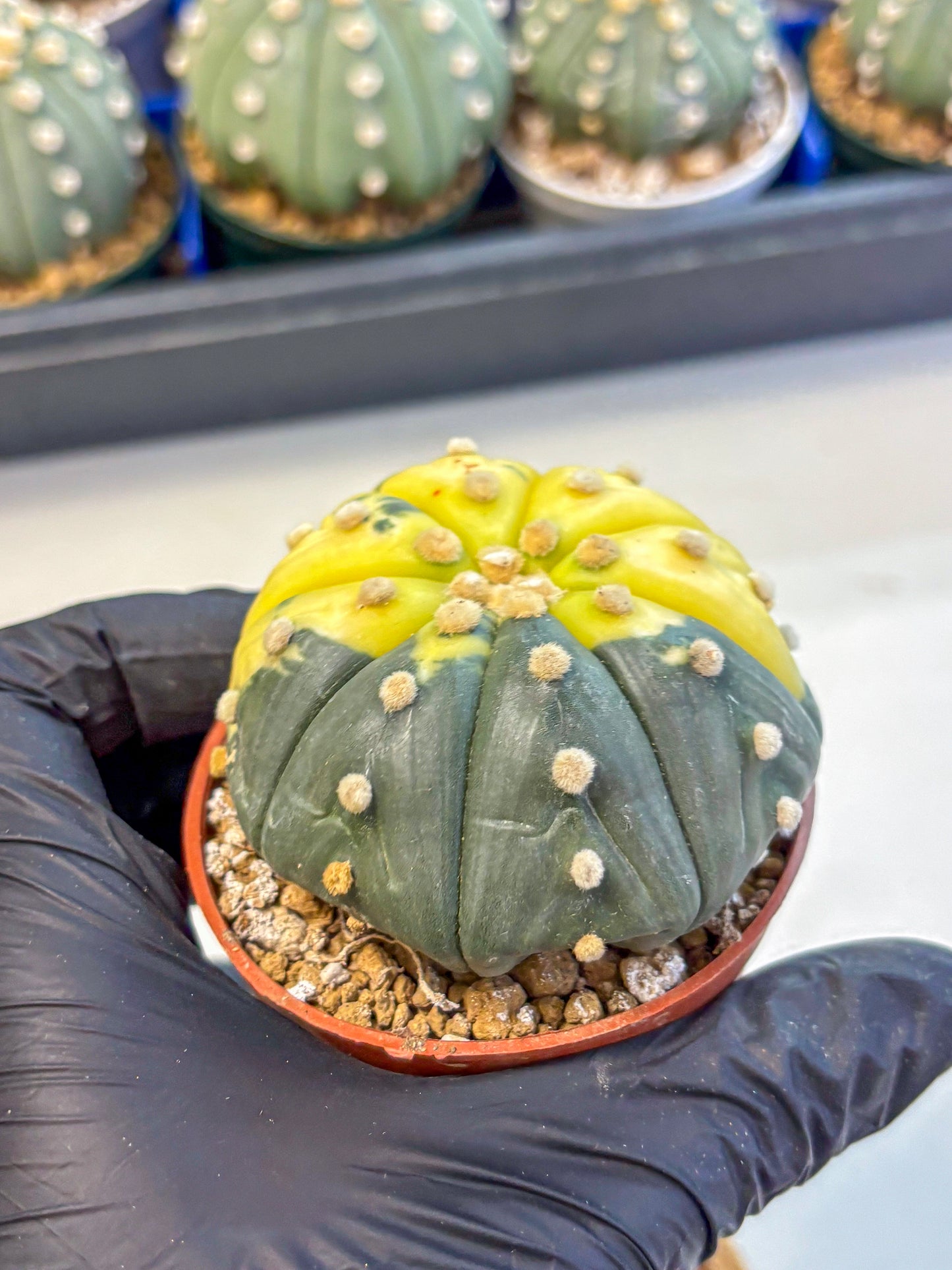 Astrophytum Variegated (at9) (05) | Rare Plant | Live Cactus