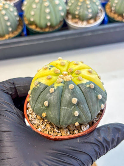 Astrophytum Variegated (at9) (05) | Rare Plant | Live Cactus