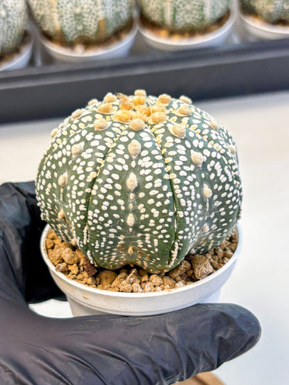 Astrophytum Super Kabuto (at10) (12) | sand dollar cactus