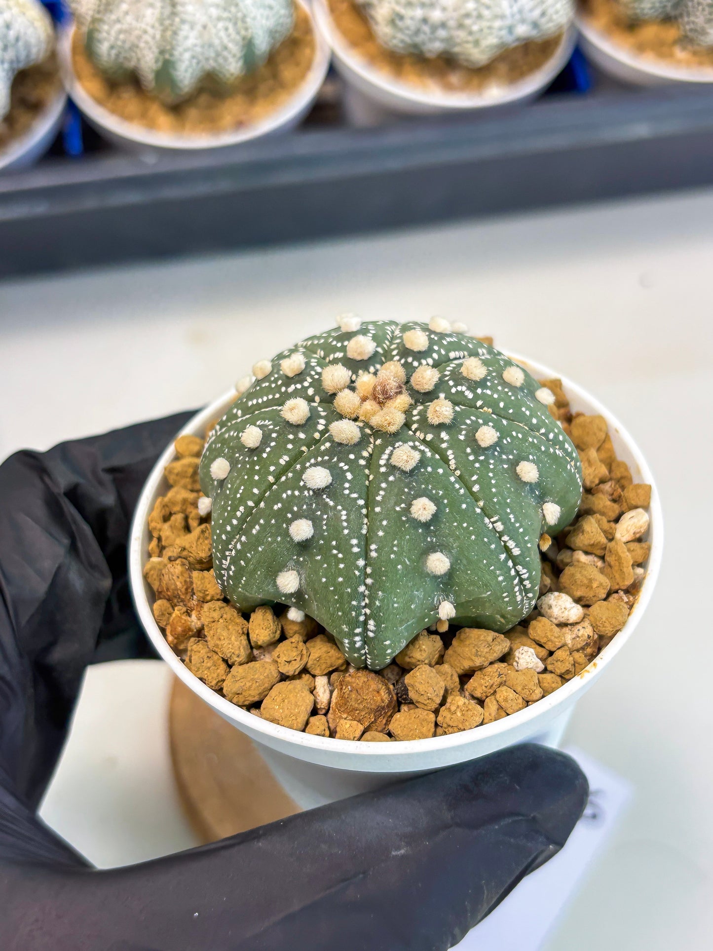 Astrophytum Star Shape (at3) (p6) | Very Rare Cactus