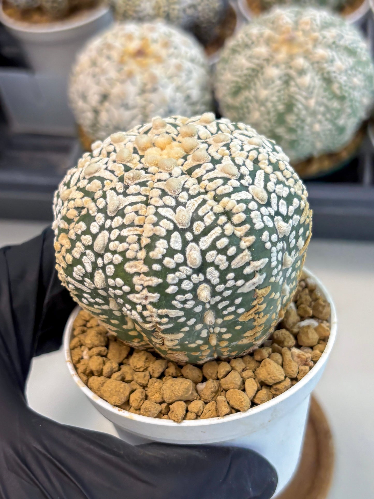 Astrophytum V-Type (at6) (y6) | Rare Star Cactus