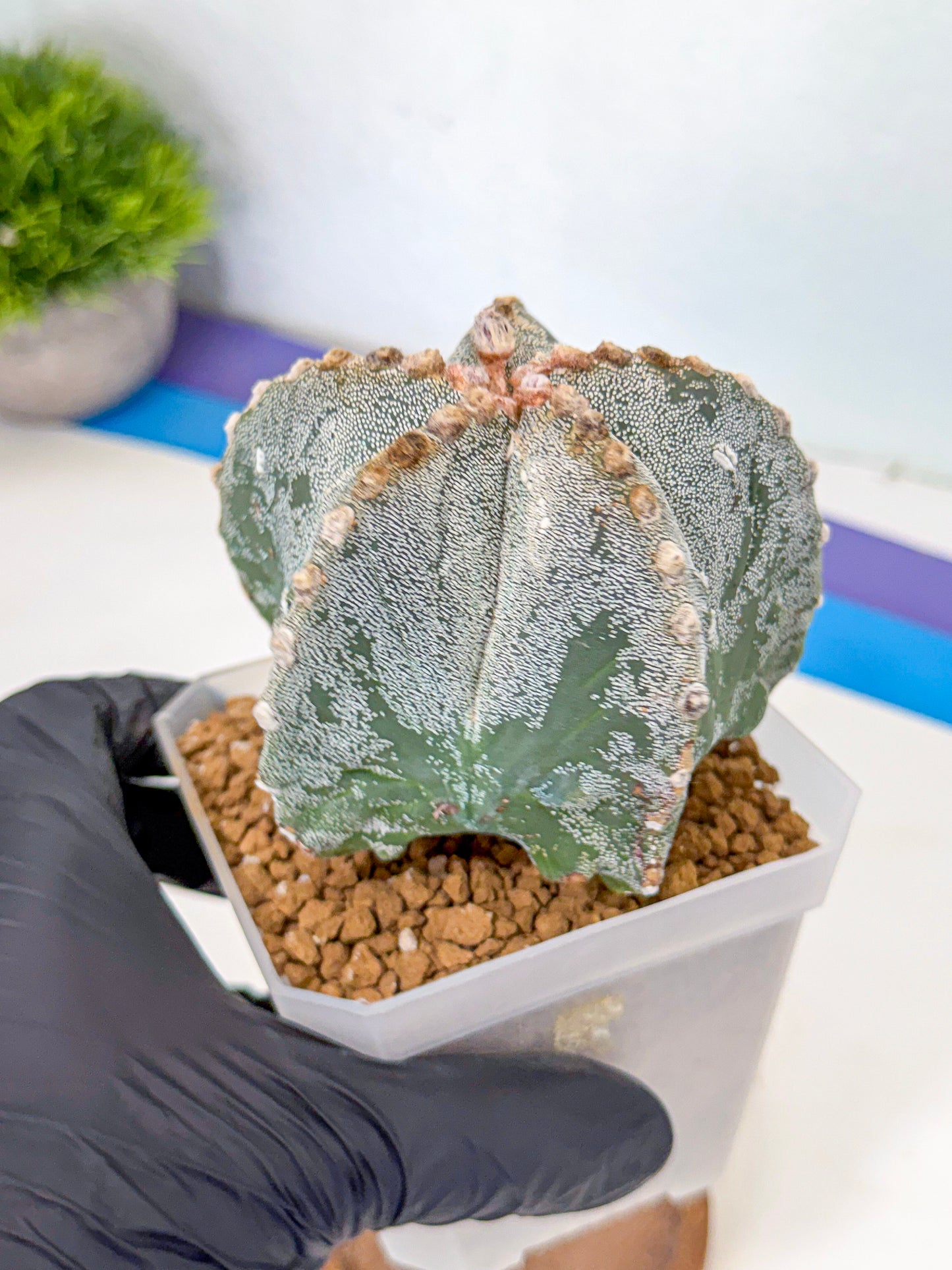 Astrophytum myriostigma (gg) | Desert Plant