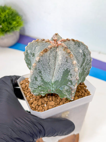 Astrophytum myriostigma (gg) | Desert Plant