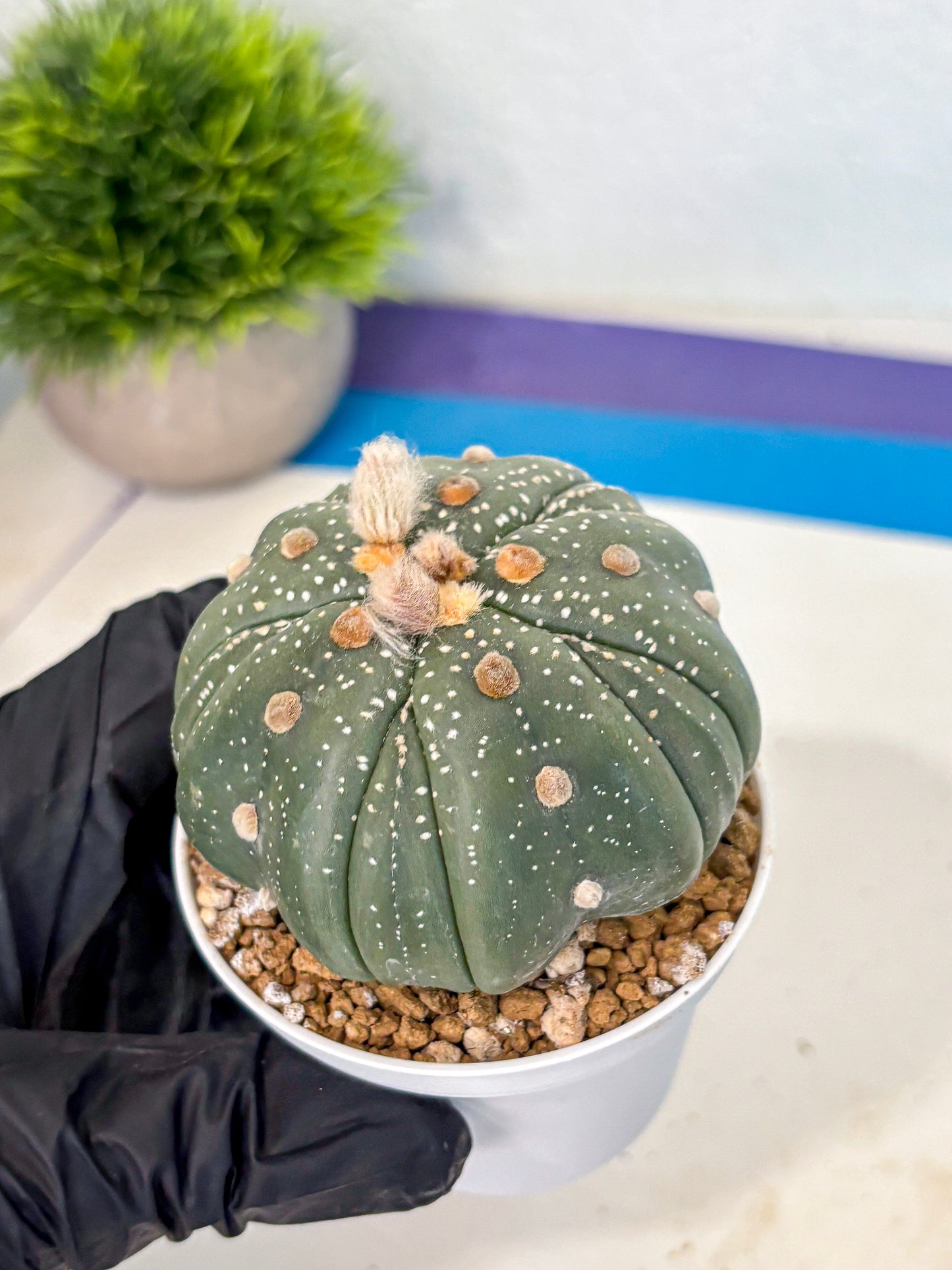 Astrophytum 5-Ribs (at7) (b2) | Living Rocks