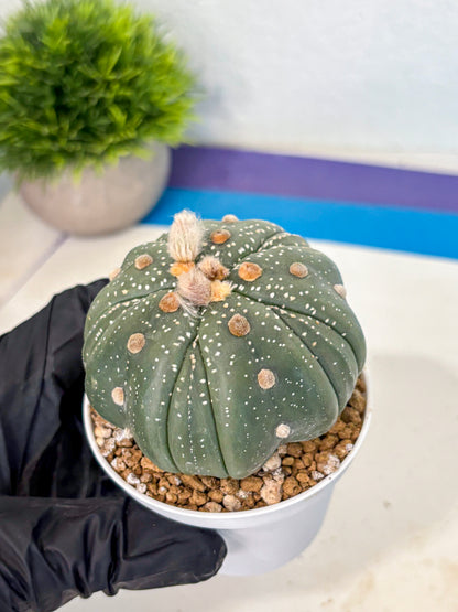 Astrophytum 5-Ribs (at7) (b2) | Living Rocks