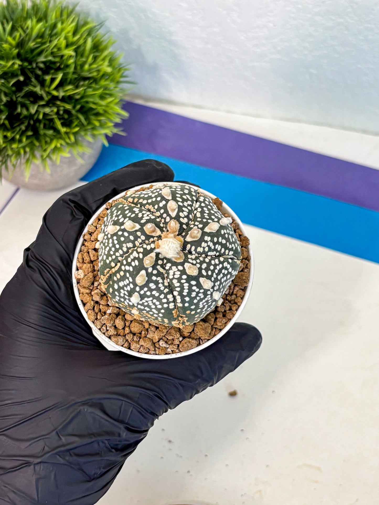 Astrophytum Fukuryu (at8) (11) | Rare Plant | Succulent Cactus