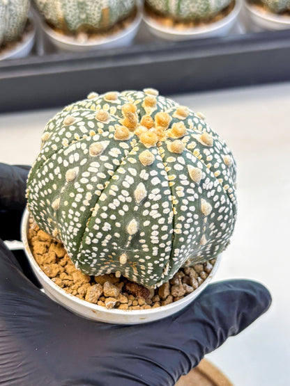 Astrophytum Super Kabuto (at10) (12) | sand dollar cactus
