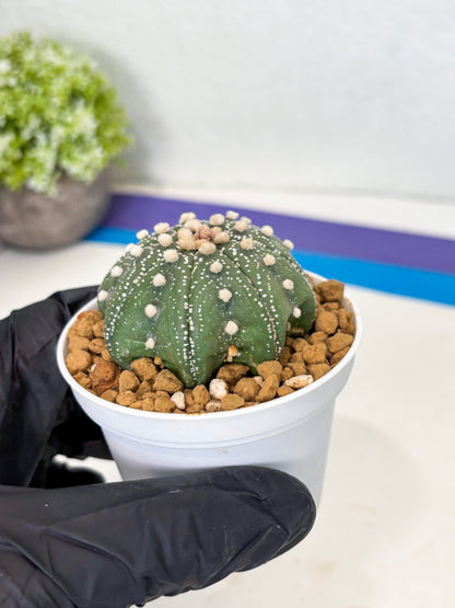 Astrophytum Star Shape (at3) (p6) | Very Rare Cactus