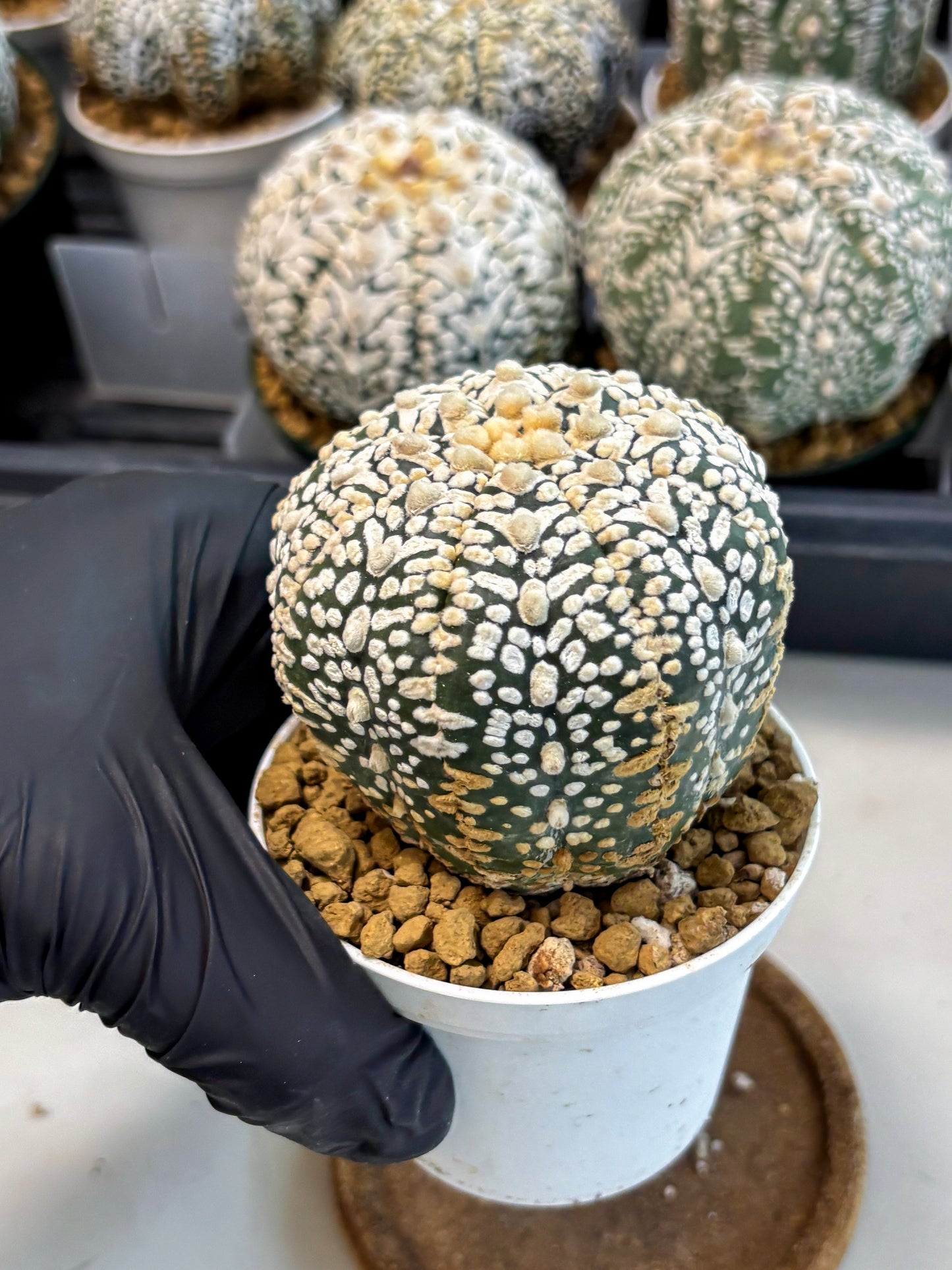 Astrophytum V-Type (at6) (y6) | Rare Star Cactus