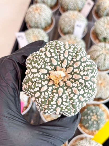 Astrophytum Super Kabuto (t7) (b3) | Imported Plants | 3" Pot