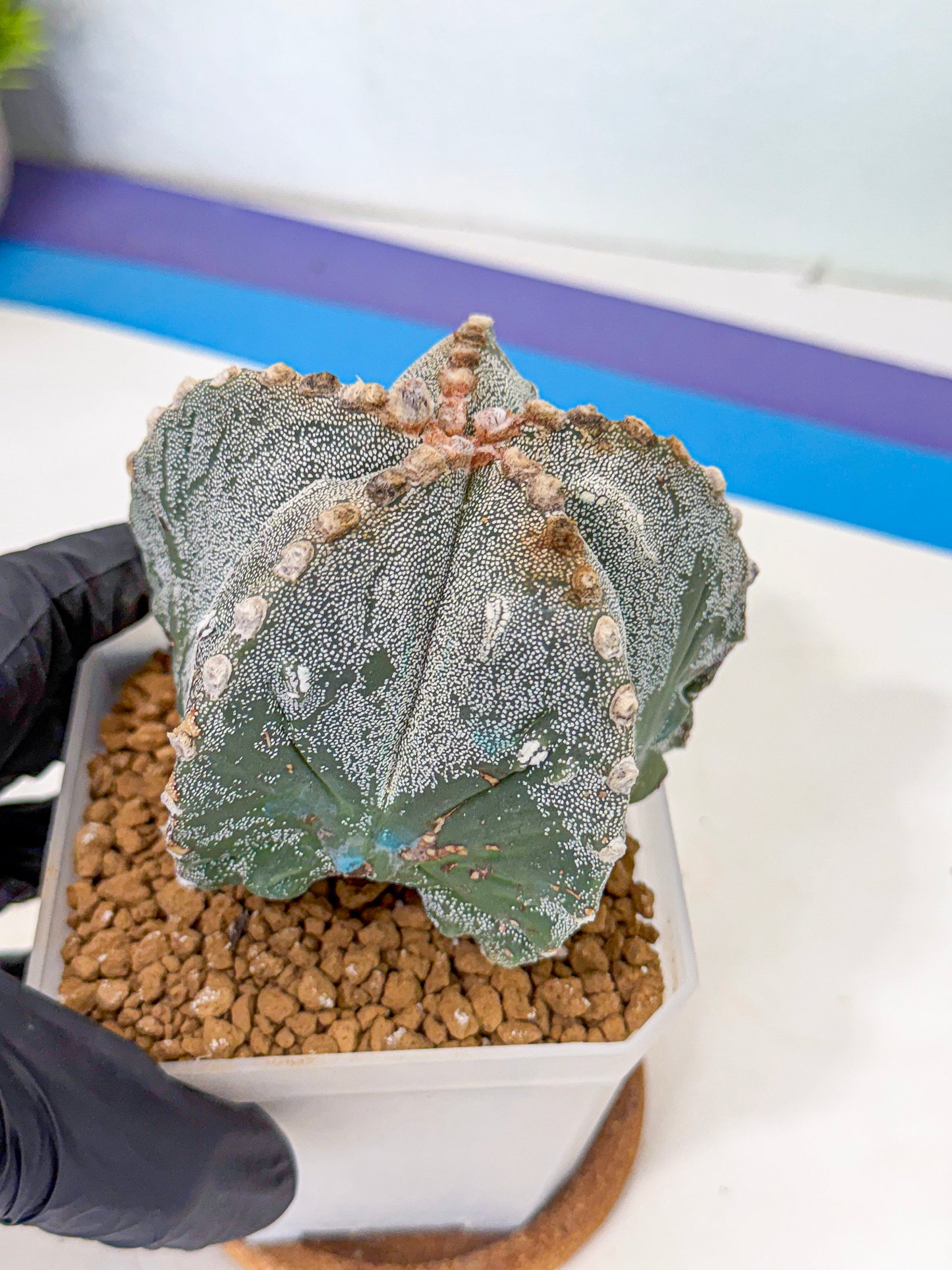 Astrophytum myriostigma (gg) | Desert Plant