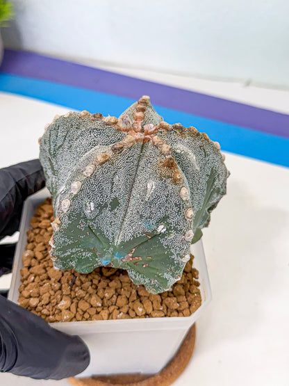 Astrophytum myriostigma (gg) | Desert Plant