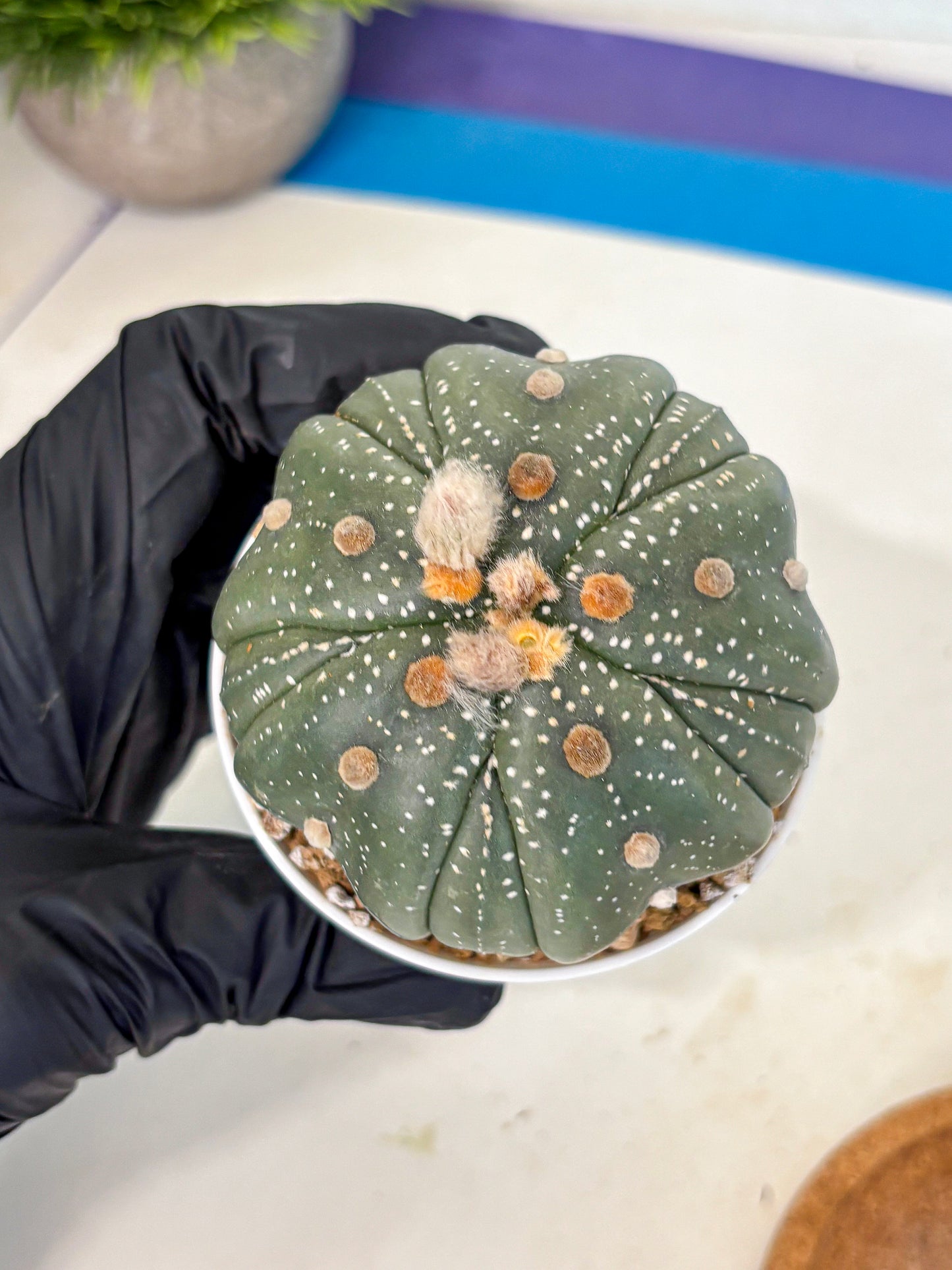 Astrophytum 5-Ribs (at7) (b2) | Living Rocks
