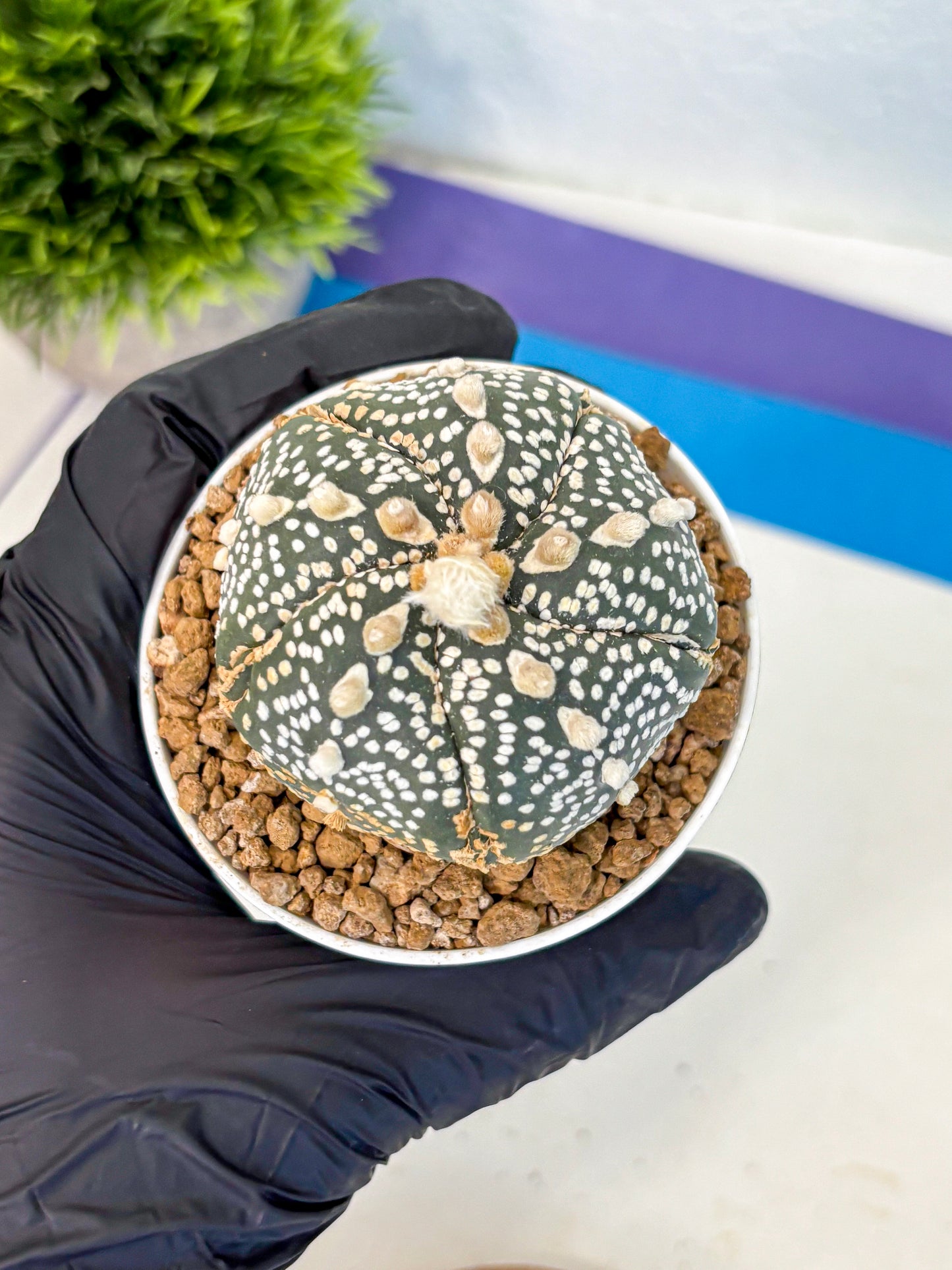 Astrophytum Fukuryu (at8) (11) | Rare Plant | Succulent Cactus