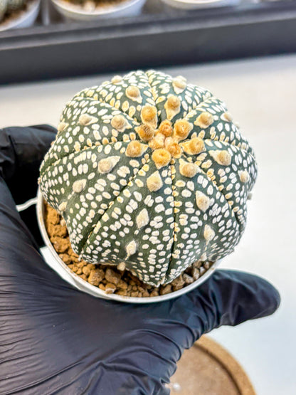 Astrophytum Super Kabuto (at10) (12) | sand dollar cactus