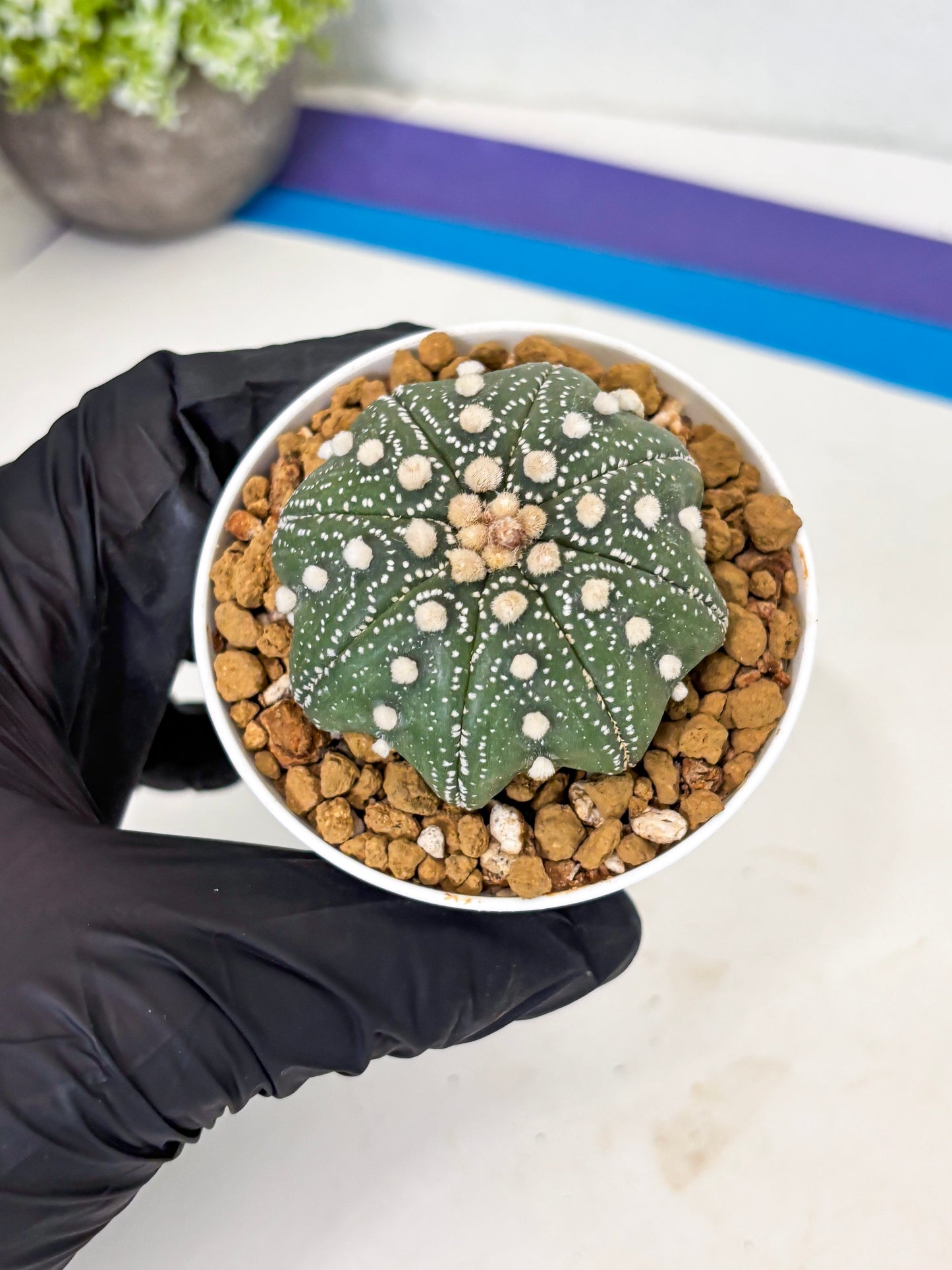 Astrophytum Star Shape (at3) (p6) | Very Rare Cactus