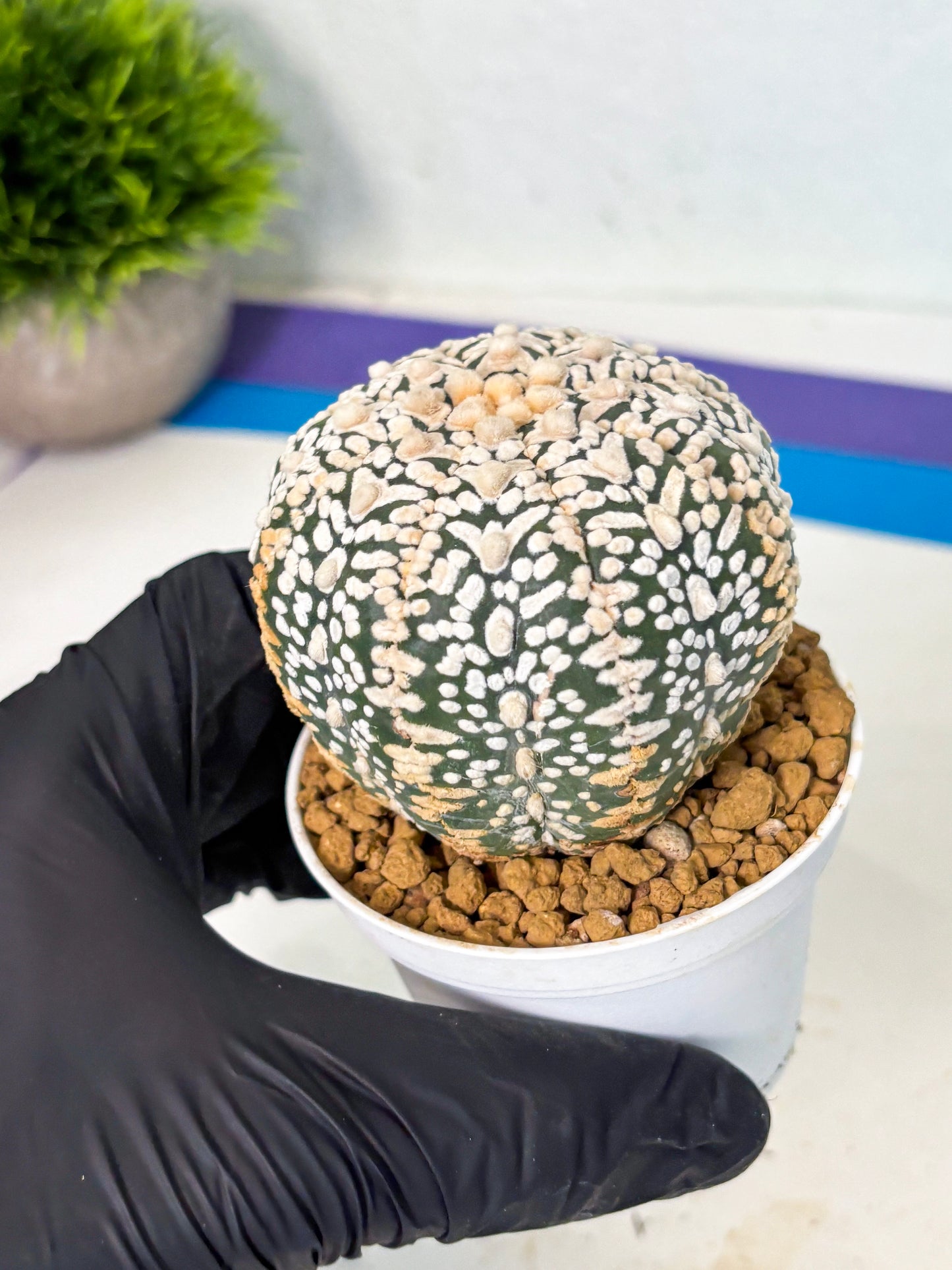 Astrophytum V-Type (at6) (y6) | Rare Star Cactus