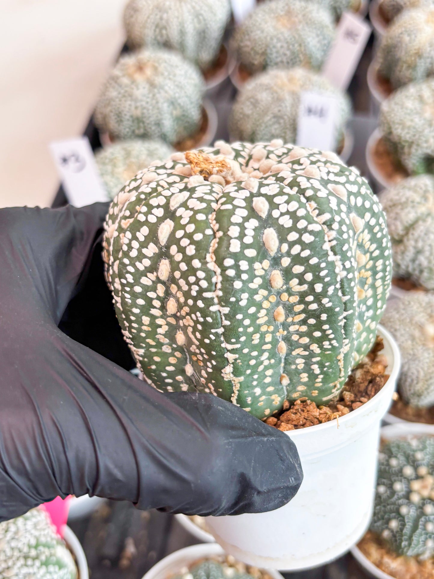 Astrophytum Super Kabuto (t7) (b3) | Imported Plants | 3" Pot