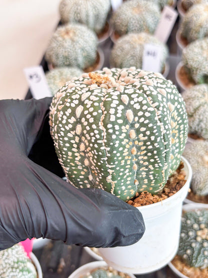Astrophytum Super Kabuto (t7) (b3) | Imported Plants | 3" Pot