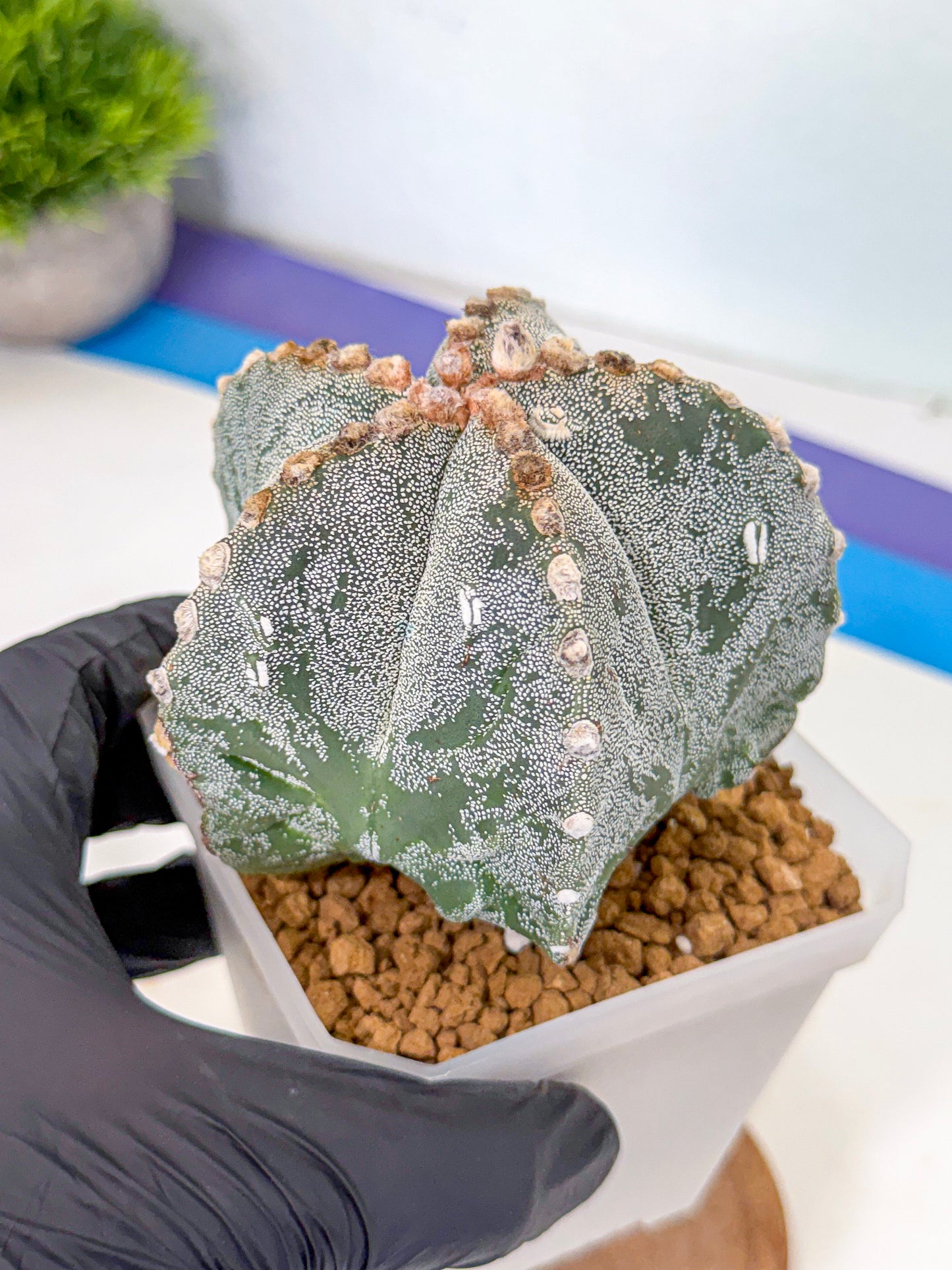 Astrophytum myriostigma (gg) | Desert Plant