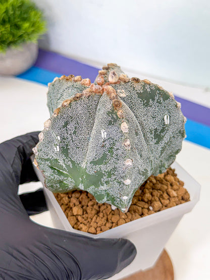 Astrophytum myriostigma (gg) | Desert Plant